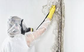 Best Industrial Mold Remediation  in Venus, TX